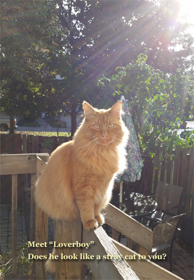 Loverboy The Perfect Rose Colony